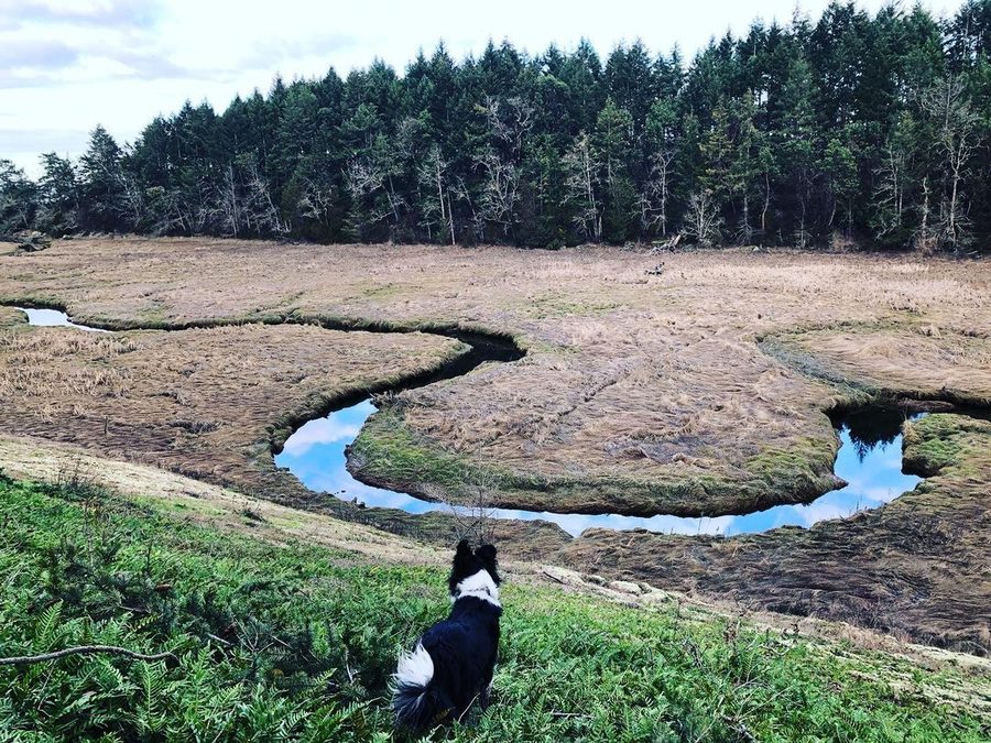The Chemainus River estuary winding through marshland toward the sea, a dog watching from the bank