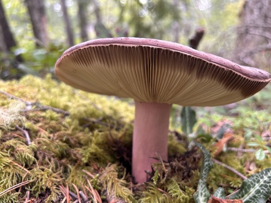 A russula mushroom on the mossy floor of a Vancouver Island forest, second-growth trunks behind